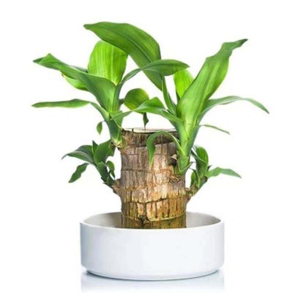 Green Lucky Brazil Wood Potted Plant